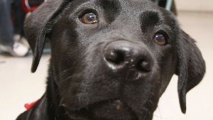 Nach Gift-Attacke: Labrador Balu erholt sich
