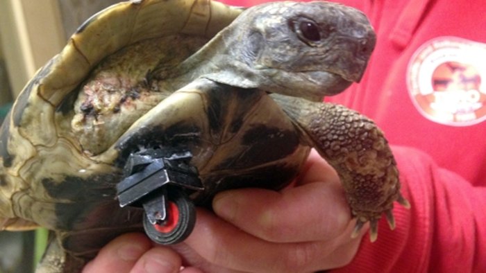 Schildkröte läuft mit Lego-Prothese 