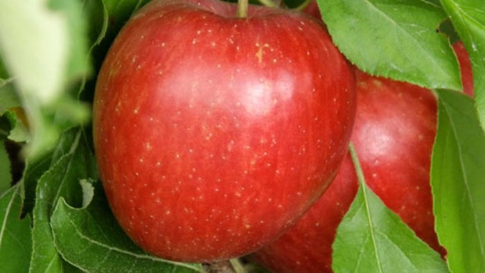 26. September: Apfelernte mit Herbizid vernichtet