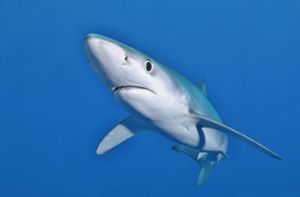 Bei dem Tier soll es sich um einen Blauhai gehandelt haben (Symbolbild). Foto: imago/imagebroker