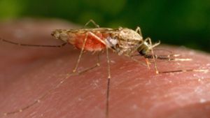 „Mit Malaria-Impfungen lässt sich nicht viel verdienen“