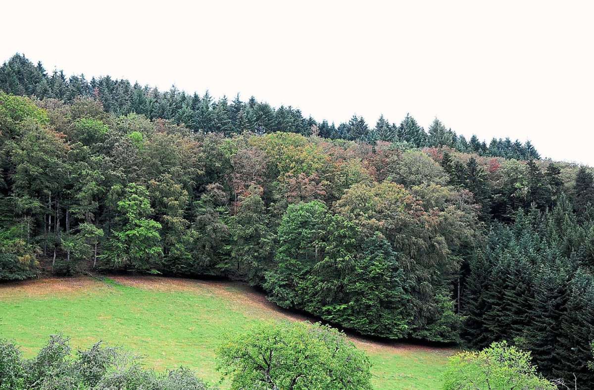 Holz, hier der Wald bei Seelbach,  gilt in einem neuen Heizgesetz der Regierung nicht als erneuerbare Energiequelle. Daran gibt es Kritik. Foto: Kiryakova/Archivbild