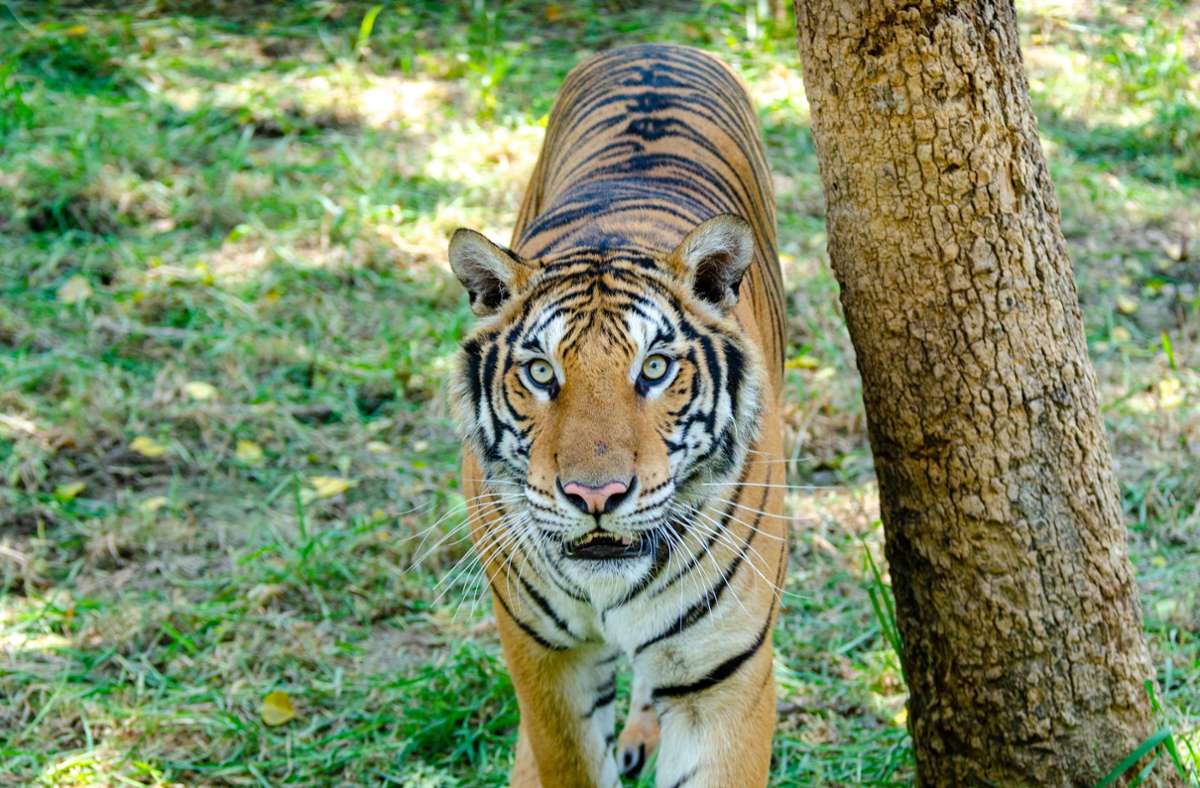 Dorfbewohner schlugen den Tiger in die Flucht. (Symbolbild) Foto: PantherMedia/Noel Tan