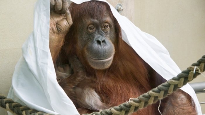 Orang-Utan-Weibchen wird Mutter