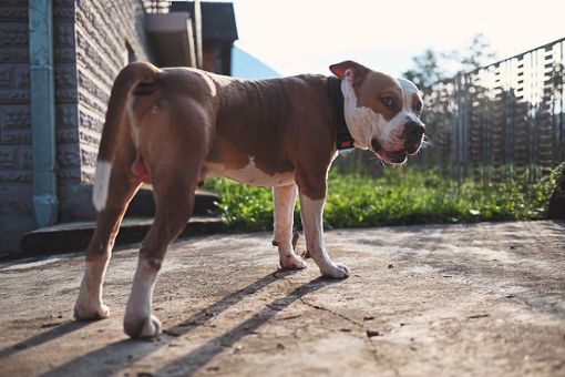 American Staffordshire Terrier gelten laut Kampfhundeverordnung des Landes Baden-Württemberg als besonders gefährlich und können deshalb deutlich höher besteuert werden. Foto: © sasamihajlovic – stock.adobe.com