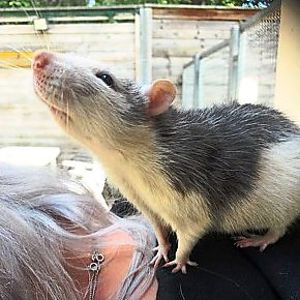 Das Rattenmännchen Lio lebt derzeit im Tierheim Freudenstadt.  Foto: Tierheim Foto: Schwarzwälder-Bote