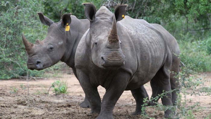 Nashorn-Wilderei in Südafrika merklich angestiegen