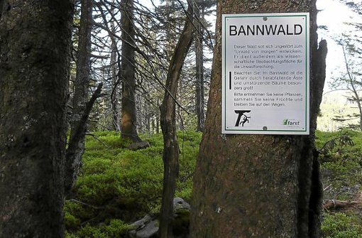 Auch in Bannwäldern wird die Natur sich selbst überlassen. Von ihnen gibt es mehrere im Nordschwarzwald. Foto: Michel