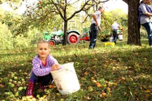 Die kleine Emily hockt mitten in einem Teppich aus Äpfeln. Der Obstbauverein Rangendingen hat am Samstag im Krummbrückle das Obst gesammelt.  Foto: Beiter Foto: Schwarzwälder Bote