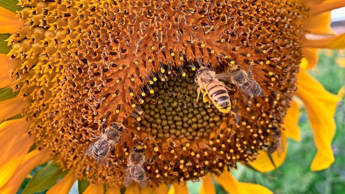 Bienenvölker im Ried müssen Polder weichen