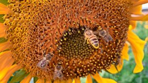 Die Rieder Imker attestieren 2023 als ein durchschnittliches Honigjahr. Sorge bereitet den Bienenbesitzern die geplanten Baumaßnahmen zum Polder Elzmündung. Dafür müssten die Bienenvölker „umziehen“. Foto: Bohnert-Seidel