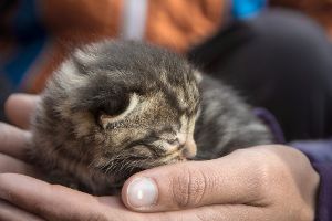 Ohne die schützende Hand des Tierschutzvereins hätte manches Kätzchen mehr zu leiden.  Foto: Staendecke/pixelio Foto: Schwarzwälder-Bote