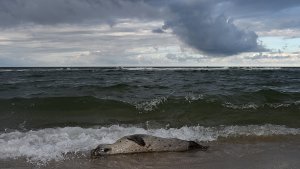 Seehunde sterben an Lungenentzündung