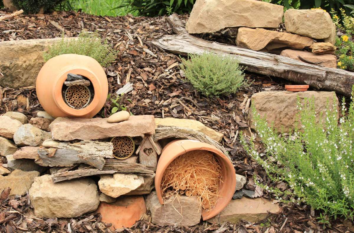 Nabu Rottenburg gibt Tipps: Warum insektenfreundliches Gärtnern wichtig ist