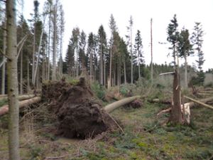 Im Zollernalbkreis ist eine Steigerung der Waldschäden erkennbar.Foto: Forstamt Foto: Schwarzwälder Bote