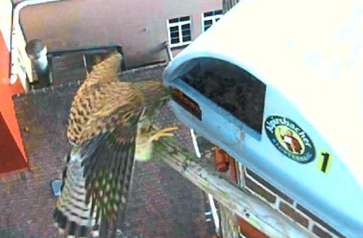 Den Falken bei der Landung zeigt ein Ausschnitt aus den Live-Aufnahmen. Screenshot: Glauner