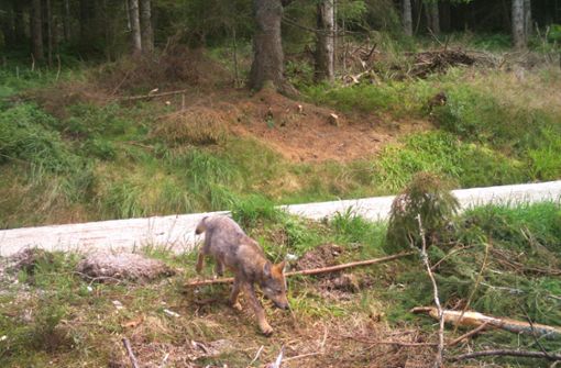 Erneut wurde ein Wolfswelpe beim Schluchsee fotografiert. Foto: FVA-Wildtierinstitut
