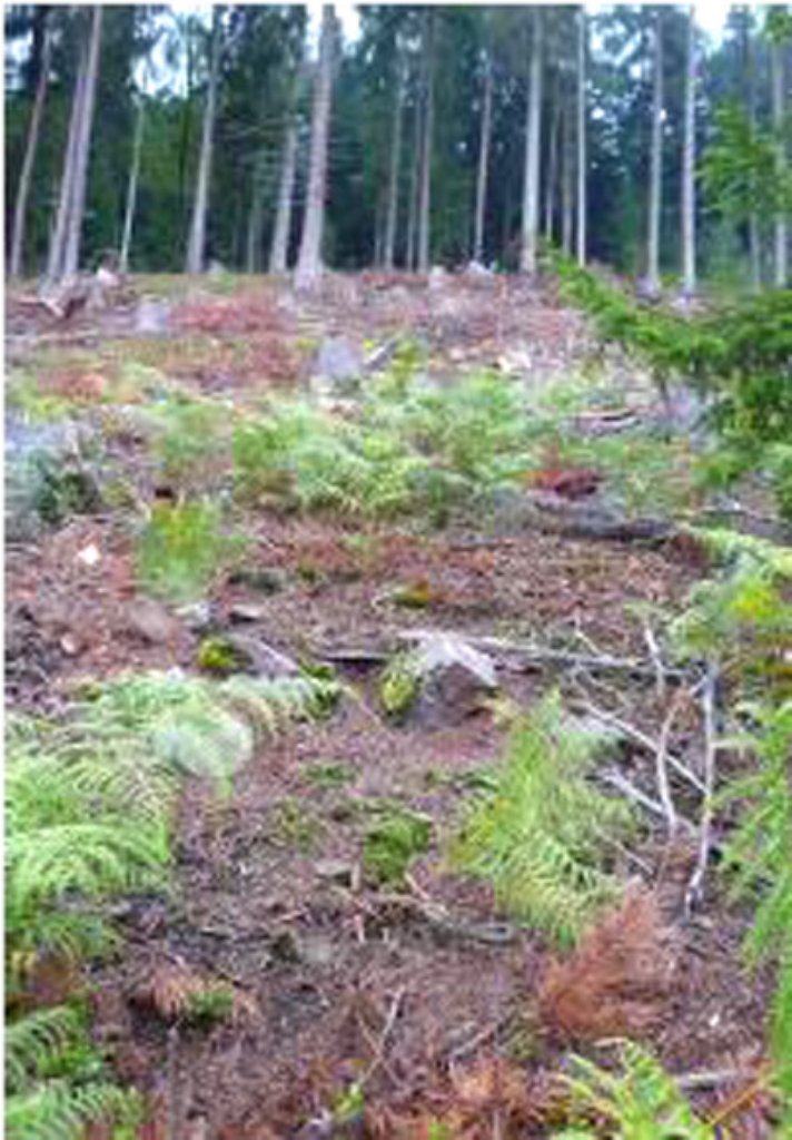 Vom Wald oberhalb der B462 droht Gefahr: Es gibt zahlreiche instabile Steinblöcke mit 200 bis 300 Kilogramm Gewicht.