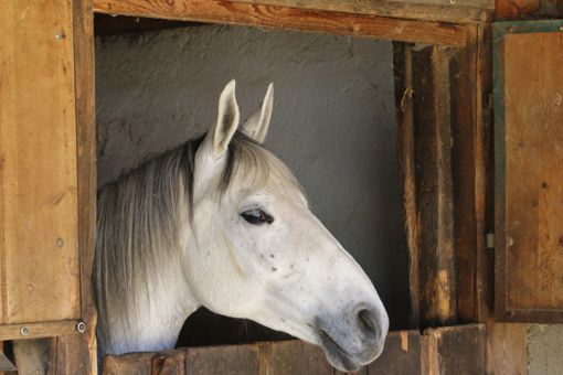 Pferdeställe sind in landwirtschaftlichen Regionen nichts Seltenes – doch in Cresbach gibt’s Bedenken. Foto: Turi – stock.adobe.com