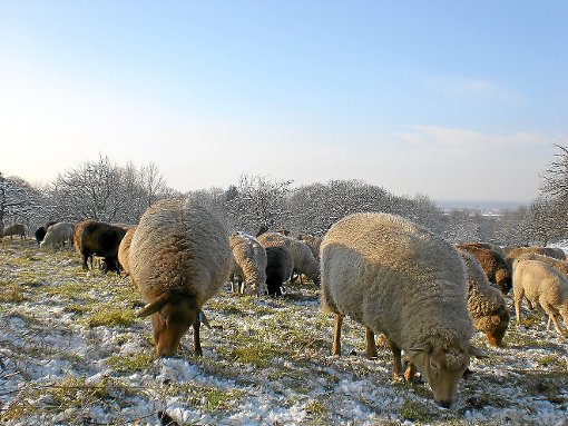Schafherden helfen die Landschaft offen zu halten. Foto: Svensson