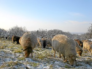Schafherden helfen die Landschaft offen zu halten. Foto: Svensson