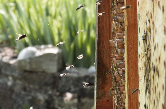 Neues Zuhause für Wildbienen: So wird der Garten insektenfreundlich
