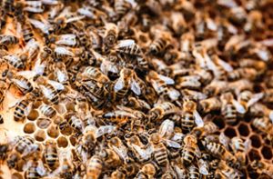 Ist das Bienenvolk bereits betroffen , ist das Sterben vorprogrammiert. Foto: Wavebreak Media - stock.adobe.com