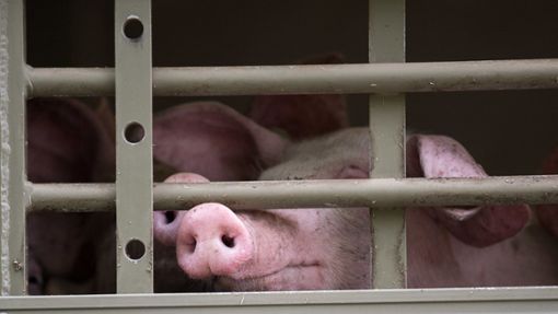 Die EU-Kommission will Tiertransporte für die Tiere erträglicher machen. (Archivbild) Foto: dpa/Sebastian Gollnow