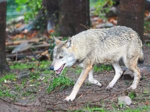 Über den Umgang mit dem Wolf wollen Experten des Bärenparks am Montag aufklären. Foto: Bärenpark Foto: Schwarzwälder-Bote