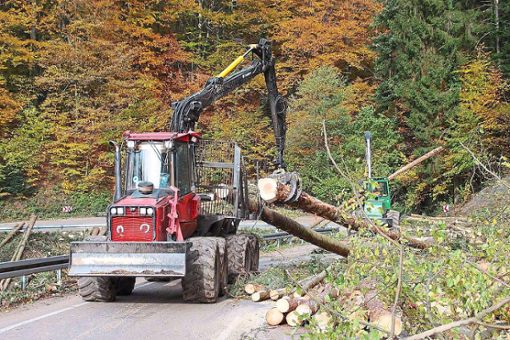 Mit Spezialmaschinen wurden die gefällten Bäume vor Ort entastet. (Archivfoto) Foto: Landratsamt