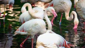 Flamingo Ingo - ältester Bewohner des Berliner Zoos ist tot