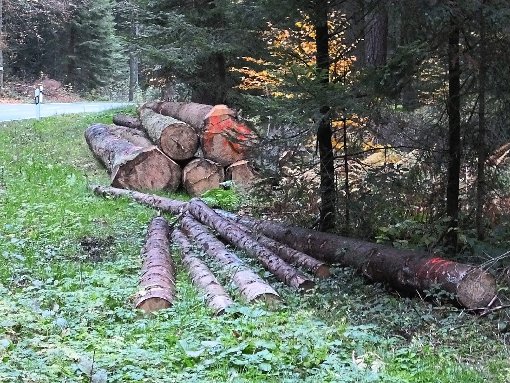 Der trockene Sommer und Sturm Niklas haben der Neuweiler Waldwirtschaft keinerlei Negativergebnisse gebracht.  Foto: Stocker Foto: Schwarzwälder-Bote