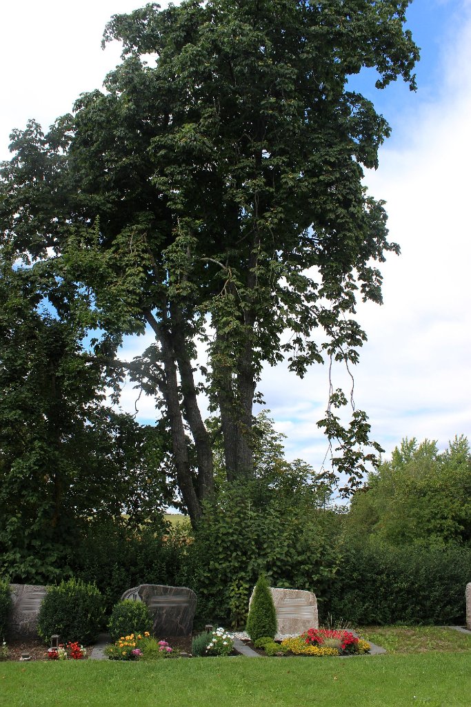 Der Kastanienbaum auf dem Erlaheimer Friedhof ist manchen ein Dorn im Auge: Durch die abfallenden Früchte würden die Blumen auf den Gräbern beschädigt.