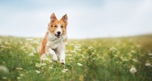 Bei der Hundesteuer handelt es sich um eine Pflichtsteuer, deren Höhe flexibel bestimmt werden kann. Foto: ©  ksuksa – stock.adobe.com