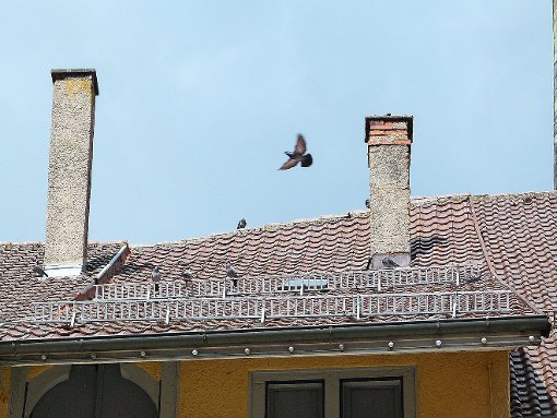 Die Tauben fühlen sich in der Innenstadt pudelwohl ... Foto: sb