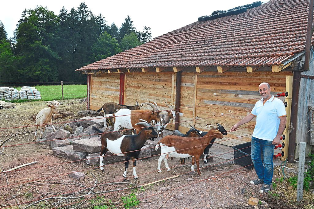 Claudio di Simio sucht noch für vier Ziegen aus dem Tierhortungs-Fall ein neues Zuhause. Fotos: Fritsche