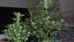 Marihuana-Plantage in Wohnhaus entdeckt