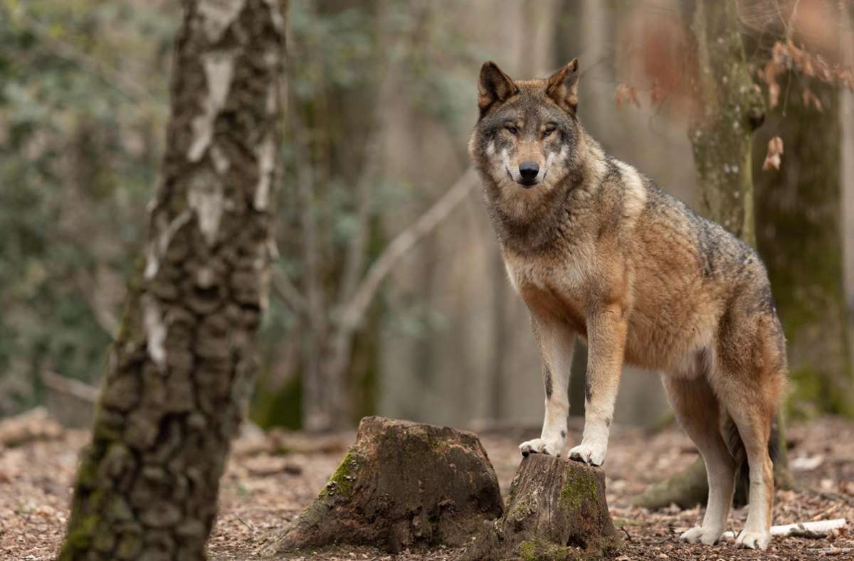 Hat eine Schömbergerin einen Wolf gesichtet? Symbolfoto: Foto: ©AB Photography-stock.adobe.com