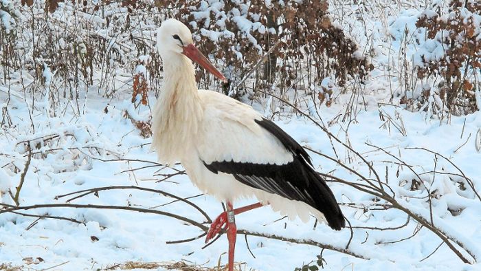 Französischer Storch verirrt sich nach Winterlingen