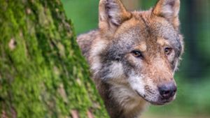 Zweiter Wolf Stammgast im Südschwarzwald 