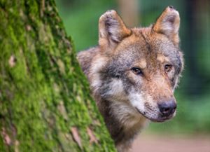 Der Wolf war bereits Ende November 2019 in der Gemeinde Grafenhausen (Landkreis Waldshut) nachgewiesen worden. (Symbolfoto) Foto: dpa