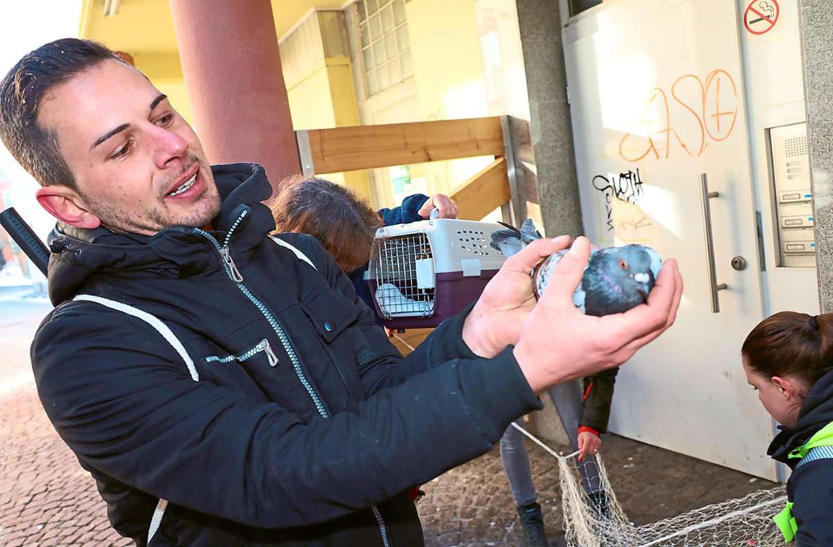 Thorsten Kuchenbecker hält in der Villinger Innenstadt eine Taube in der Hand, die nur noch einen Fuß hat. Foto: Heinig