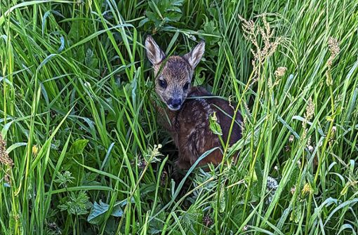 Rettungseinsatz mit Bambi-Faktor: Um die Jungtiere vor dem Kreiselmäher zu bewahren, rücken die Kitzretter mit Drohne und Wärmebildkamera aus. Foto: Cornelia Spitz