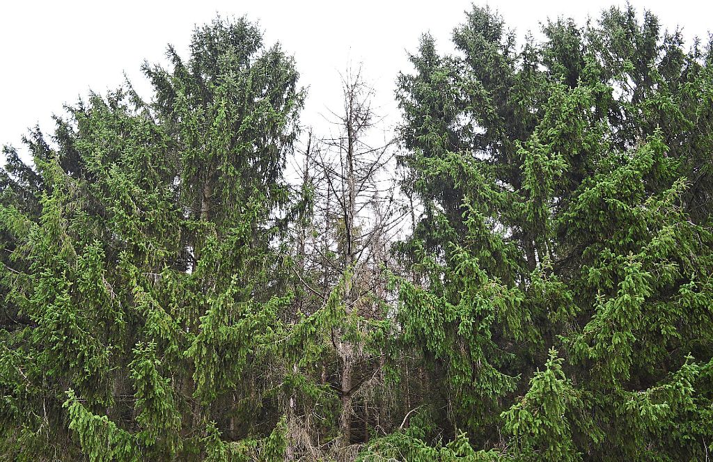 Oft schon von weitem erkennt man vom Käfer befallene Bäume. Sind diese Stellen im Traufbereich, ist das doppelt schlecht, denn dort findet dann – im Fall der Fälle –  der Sturm umso mehr Angriffsfläche und kann leichter ins Innere des Waldes eindringen.