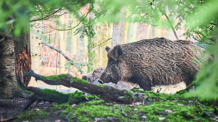 Wildschweine bereiten Jägern massive  Sorge