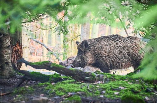 Die Wildschweinpopulation in den Wäldern um Oberkirnach steigt, denn die Tiere haben keine natürlichen Feinde. (Symbolfoto) Foto: Paul Henri Degrande/Pixabay