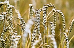 Weizenähren auf einem Feld. Die diesjährige Ernte ist weit unter Durchschnitt Foto: dpa-Zentralbild