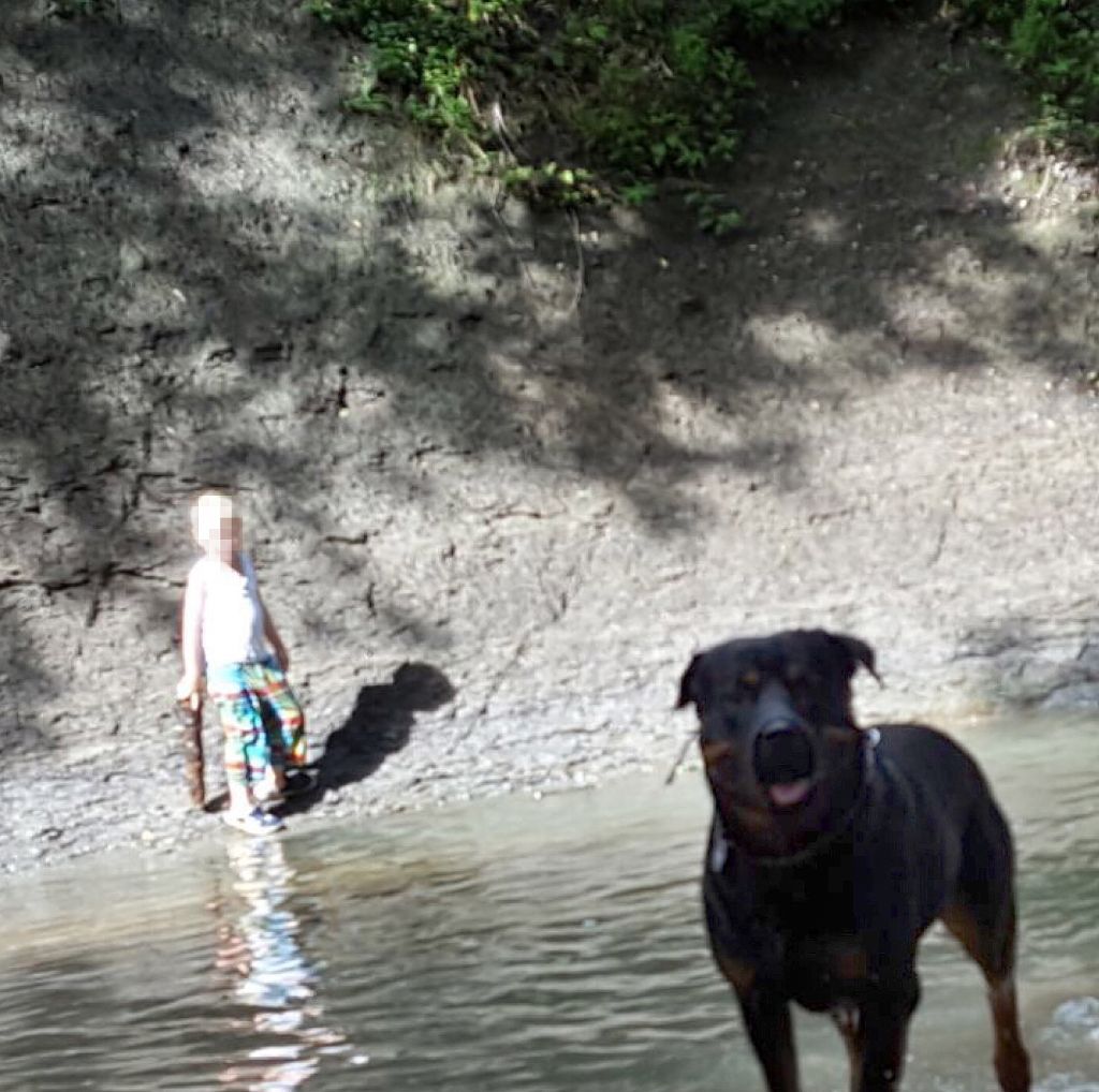 Unbefangenes Spiel am Junginger Wasserfall: Die Fotos sollen belegen, der umstrittene Burladinger Rottweiler ist ein Familienhund.