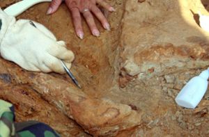 Paläontologen entdeckten bei einer Analyse die neue Art. (Symbolbild) Foto: IMAGO/Xinhua