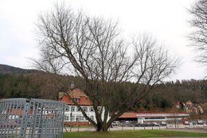Bis zum 28. Februar werden auf der Schweizer Weise insgesamt 16 Bäume gefällt – 13 wegen des Klinikneubaus  und drei wegen des Wohnmobilstellplatz-Umbaus. Foto: Becker